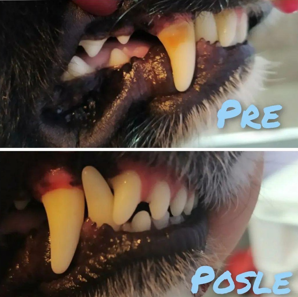 zubni kamenac kod psa